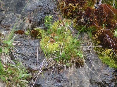 drosera rotundifolia