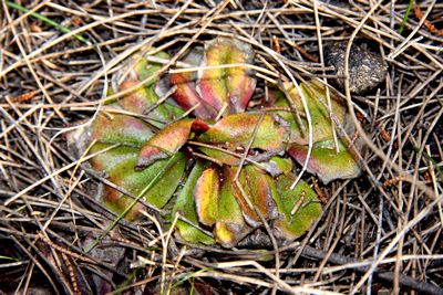 drosera erythrorhiza pplante