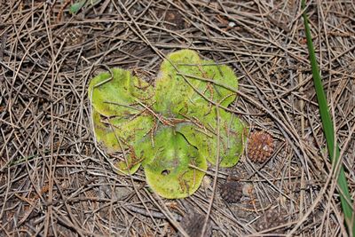 drosera erythrorhiza harvey hills