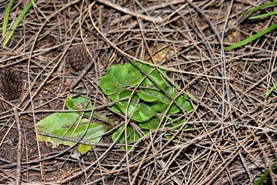 drosera erythrorhiza feuilles