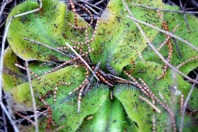 drosera erythrorhiza macro