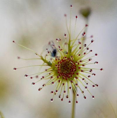 drosera gigantea western australia