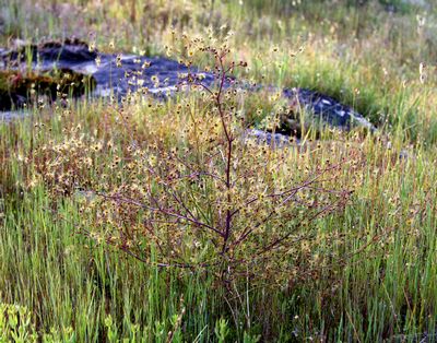 drosera gigantea plante entière