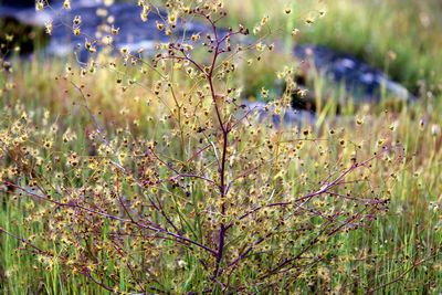 drosera gigantea petit arbre