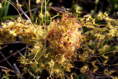 drosera gigantea australie