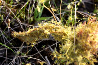 drosera gigantea perth