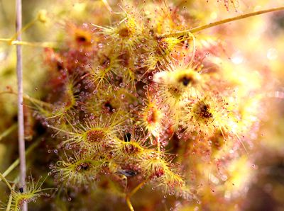 drosera gigantea captures