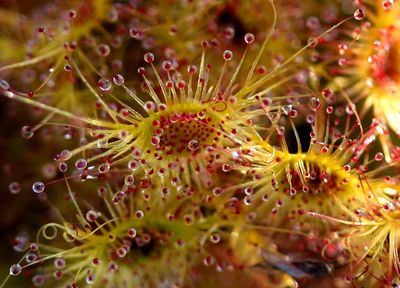 drosera gigantea macro