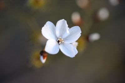 drosera gigantea fleurs