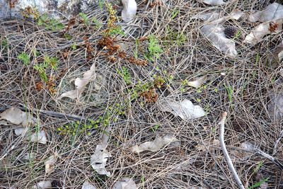 drosera macrantha harvey hills