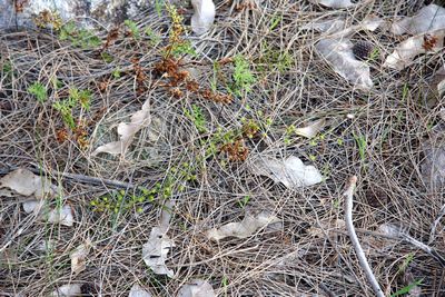 drosera macrantha harvey hills