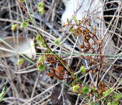 drosera macrantha australie