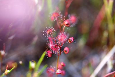 drosera menziesii f rouge