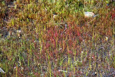 drosera menziesii f rouge harvey