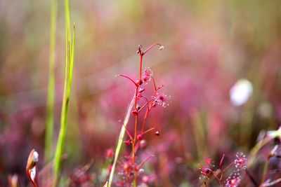 drosera menziesii f rouge australia