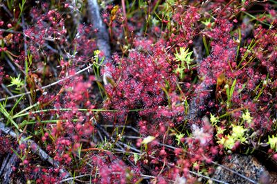 drosera menziesii f rouge harvey hills