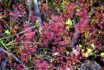 drosera menziesii f rouge western australia