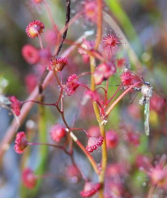 drosera menziesii f rouge moustique