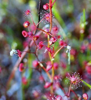 drosera menziesii f rouge insectes