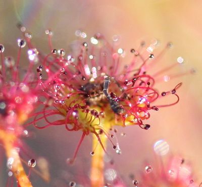 drosera stolonifera f red