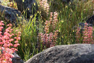 drosera stolonifera f red perth