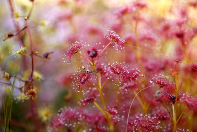 drosera stolonifera f red australia