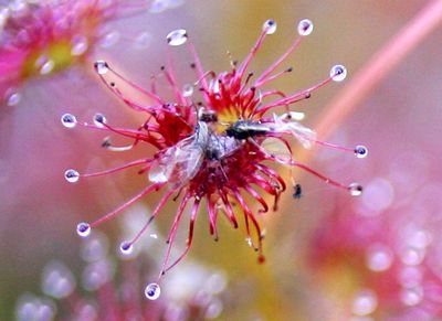 drosera stolonifera f red australie