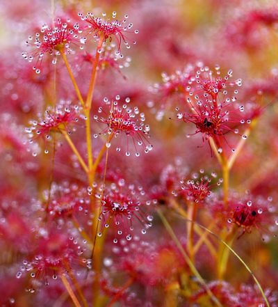 drosera stolonifera insectes