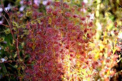 drosera stolonifera fmoustique