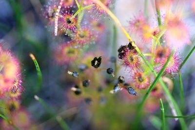 drosera stolonifera hampe florale