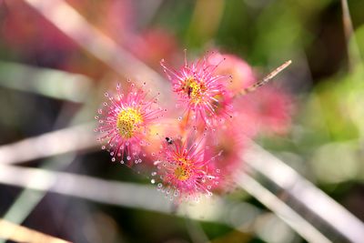 drosera stolonifera fleurs