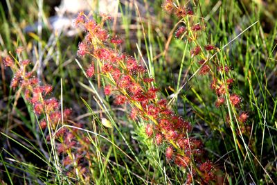 drosera stolonifera f rouge harvey