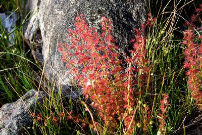 drosera stolonifera f rouge harvey hills