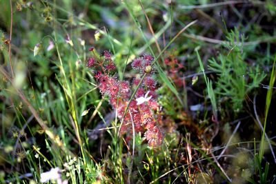 drosera stolonifera australia