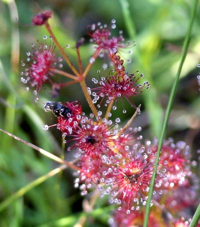 drosera stolonifera australie