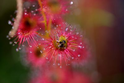 drosera stolonifera western australia