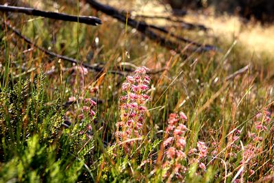 drosera stolonifera octobre