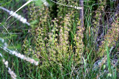 drosera stolonifera f verte