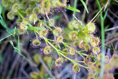 drosera stolonifera f green