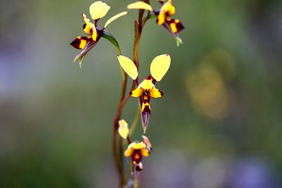 diuris australia