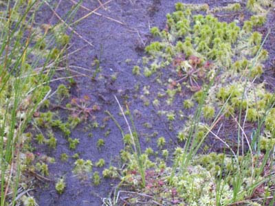 Drosera rotundifolia Tourbière de Pourri Faing un