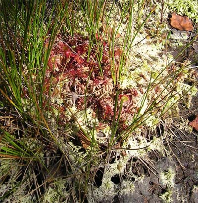 Drosera rotundifolia Tourbière de Pourri Faing trois