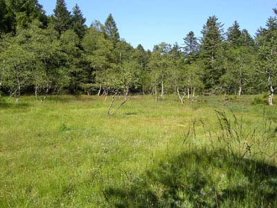 Tourbière de Pourri Faing huit