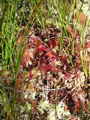 Drosera rotundifolia Tourbière de Pourri Faing quatre