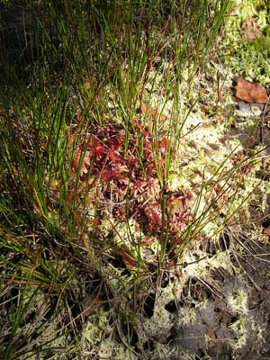 Drosera rotundifolia Tourbière de Pourri Faing deux