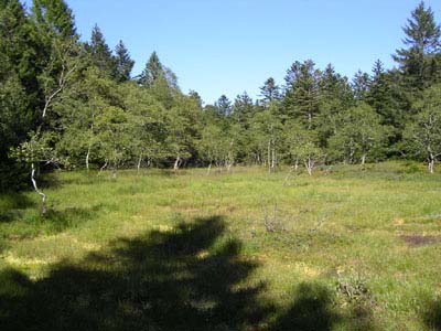 Tourbière de Pourri Faing cinq