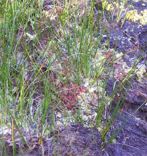 Drosera rotundifolia Tourbière de Pourri Faing