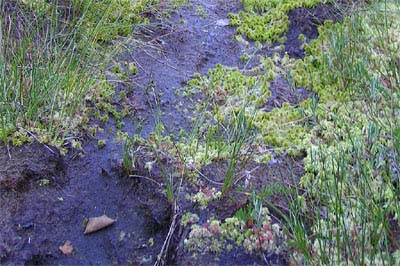 Drosera rotundifolia sphagnum Tourbière de Pourri Faing