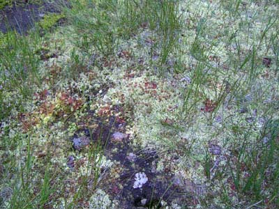 Sphagnum Drosera rotundifolia Tourbière de Pourri Faing