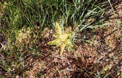 pinguicula vulgaris